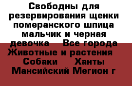 Свободны для резервирования щенки померанского шпица мальчик и черная девочка  - Все города Животные и растения » Собаки   . Ханты-Мансийский,Мегион г.